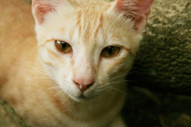 Cat_public_domain_dedication_image_0001